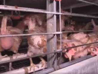 “Dieren pikken elkaar volledig kaal door stress”: Animal Rights maakt trieste beelden in kippenbedrijf