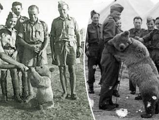 Deze beer was een van opmerkelijkste soldaten in WO II en hij krijgt nu eigen film