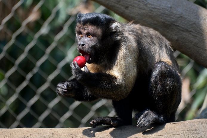 En kapucijnaapje smult van een heerlijk stukje zoet fruit in de zoo van Colombia.