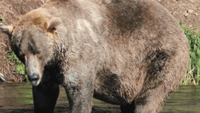 Bruine beer 480 Otis wint ‘Fat Bear Week' en wordt bekroond tot dikste beer 