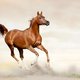 Hoe het paard het paard werd