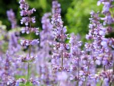 Een van deze planten helpt écht tegen muggen in huis