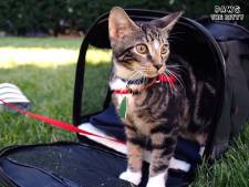 Voor de liefhebbers van kattenfilmpjes: CatVideoFest in de cinema’s in Gouda en Utrecht