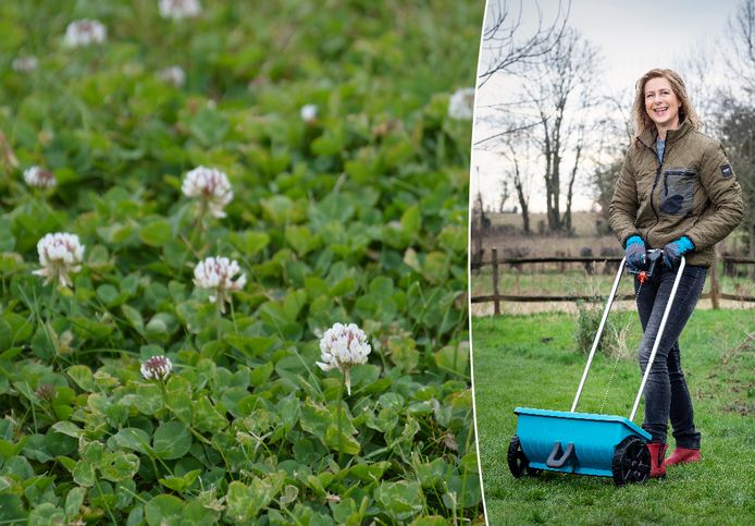 Tuinexperte Laurence Machiels vertelt hoe je klaver in je gazon gemakkelijk kan terugdringen.