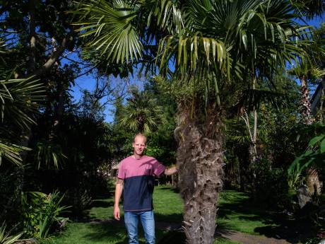 Een palmboom in je tuin slecht? ‘Gaan ze nu ook al bepalen welke planten we in onze achtertuin mogen zetten?’