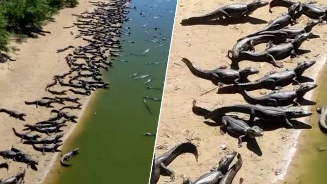 Opmerkelijke beelden tonen hoe duizenden alligators verzamelen op Braziliaans strand: “Bereiden ze zich voor op een aardbeving?”