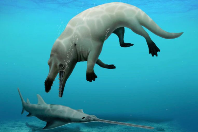 Deze met de computer gecreëerde illustratie laat zien hoe de vierpotige walvis Phiomicetus anubisin 43 miljoen jaar geleden er vermoedelijk moet hebben uitgezien. Beeld DR. ROBERT W. BOESSENECKER