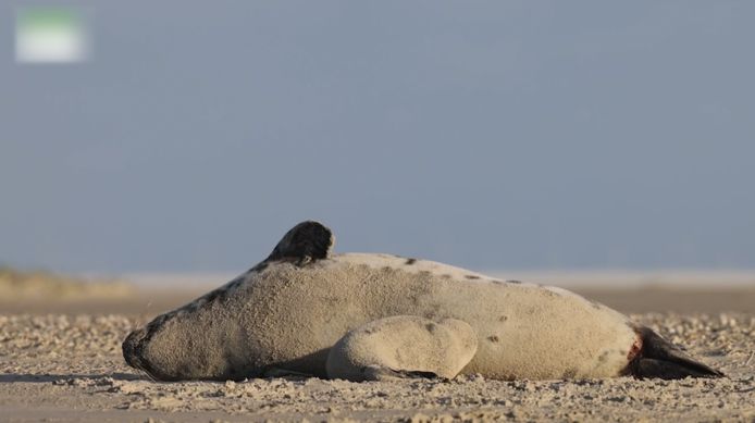 Klapmuts met jong op Vlieland.