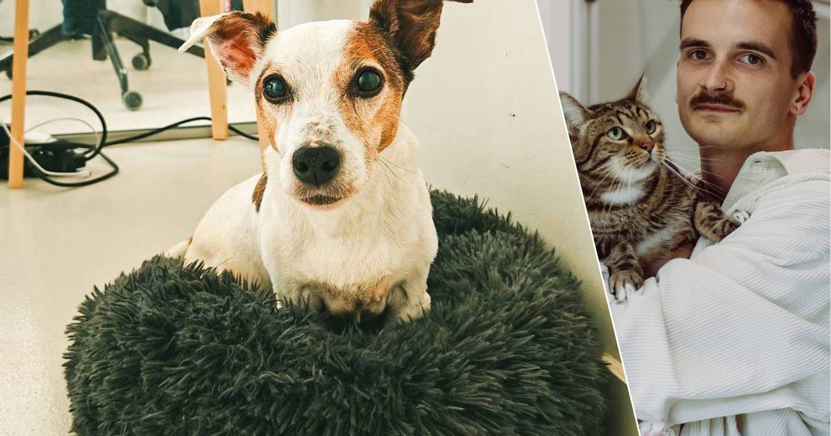 ‘Grumpy’ Jack Russel Bertrand (14) mag voorgoed in dierenasiel Gent ...