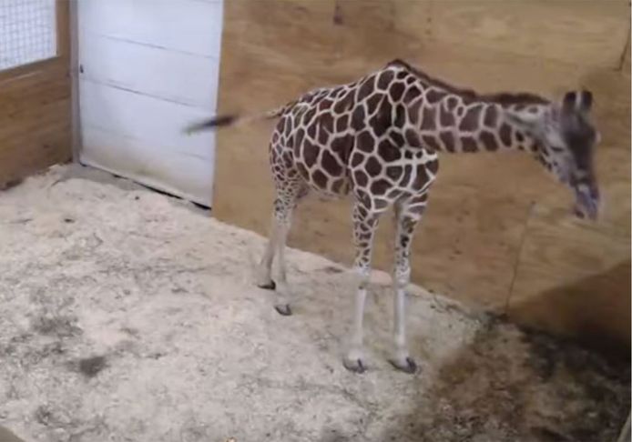 Giraf April in Animal Adventure Park in afwachting van de bevalling van haar vierde kalfje.