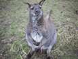 Ontsnapte kangoeroe in Epe verstopt zich in maisveld: ‘Hij ontsnapte al eens eerder’