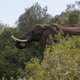 ‘Als we niets doen, sterft de Afrikaanse olifant uit’: WWF start een fondsenwerving