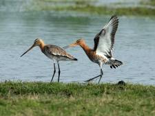 Otto en Astrid vlogen heel de wereld over voor hun boek over grutto’s: ‘Behoud deze oer-Nederlandse weidevogel’
