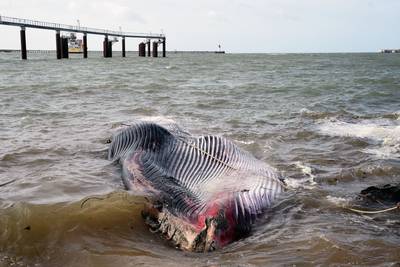 Walvis van 19 meter sterft in haven van Calais