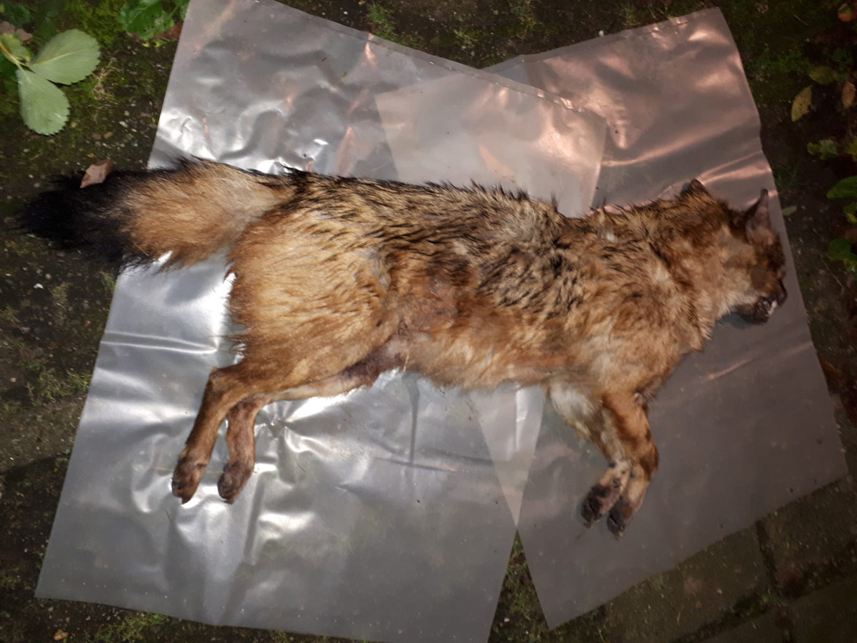 In de berm langs de A28 bij Zeist werd vrijdag een dode goudjakhals gevonden.