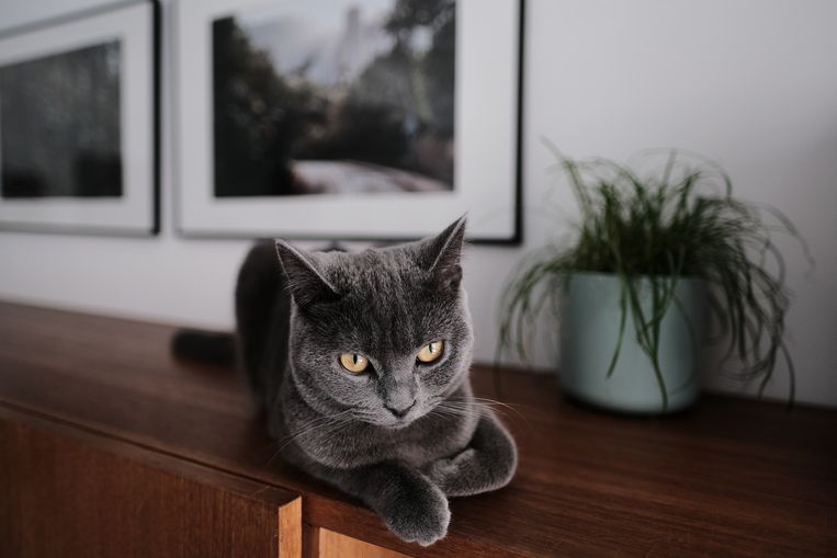 Chartreux Beeld Getty Images
