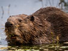 Inspecteur ziet bever langs IJssel oprukken en dijken verzwakken: ‘Record is gang van 21 meter’