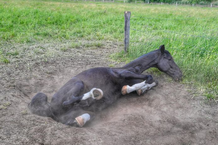 Een paard is zaterdagmiddag vast komen te zitten in een kuil in een weiland.  Dat gebeurde aan de Molenstraat in Valkenswaard.