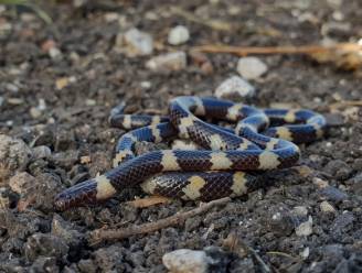 Onderzoekers ontdekken nieuwe slangenfamilie
