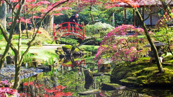 Goed nieuws! De Japanse Tuin gaat weer open