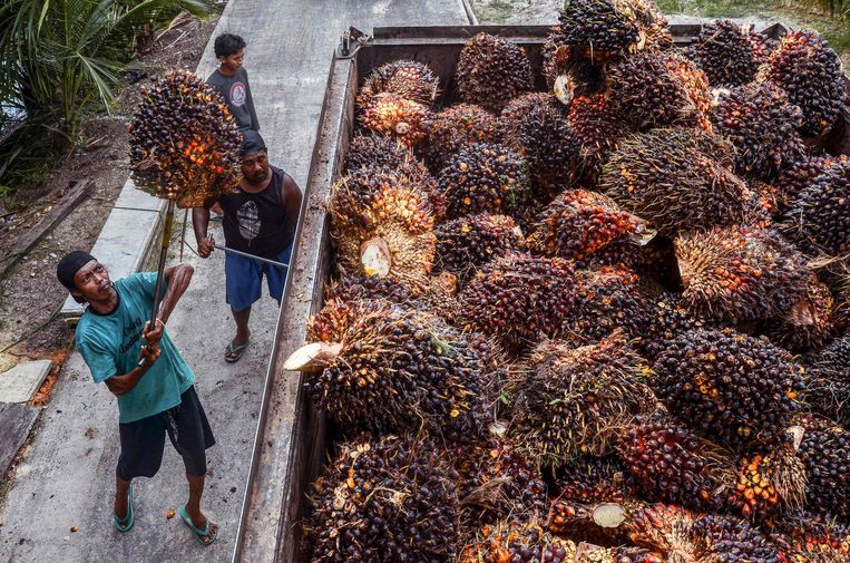 Werknemers van een palmolieplantage in het Indonesische Pekanbaru laden zaterdag een vrachtwagen vol met palmvruchten. Het land heeft een exportverbod afgekondigd voor de olie. Beeld AFP