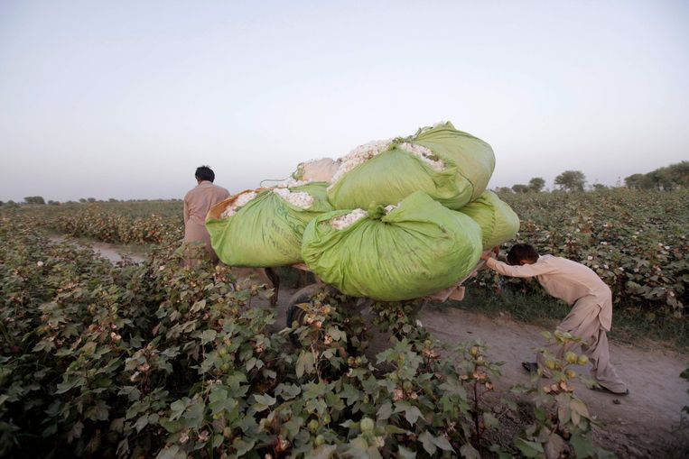 Een jongen duwt een kar volgeladen met katoen op een plantage in Pakistan.  Beeld REUTERS