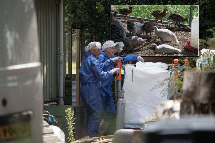 Medewerkers van de zijn bezig met het vergassen van 665 sierwatervogels, waaronder mandarijneenden.