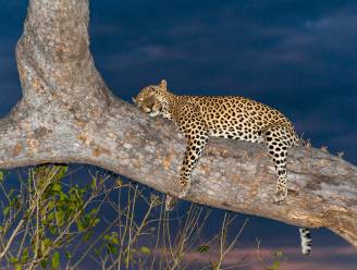 Alarm: er leven veel minder jachtluipaarden dan eerst gedacht