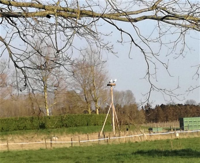 De twee ooievaars op het nest ter hoogte van boerderij De Heerlijkheid in Bokhoven