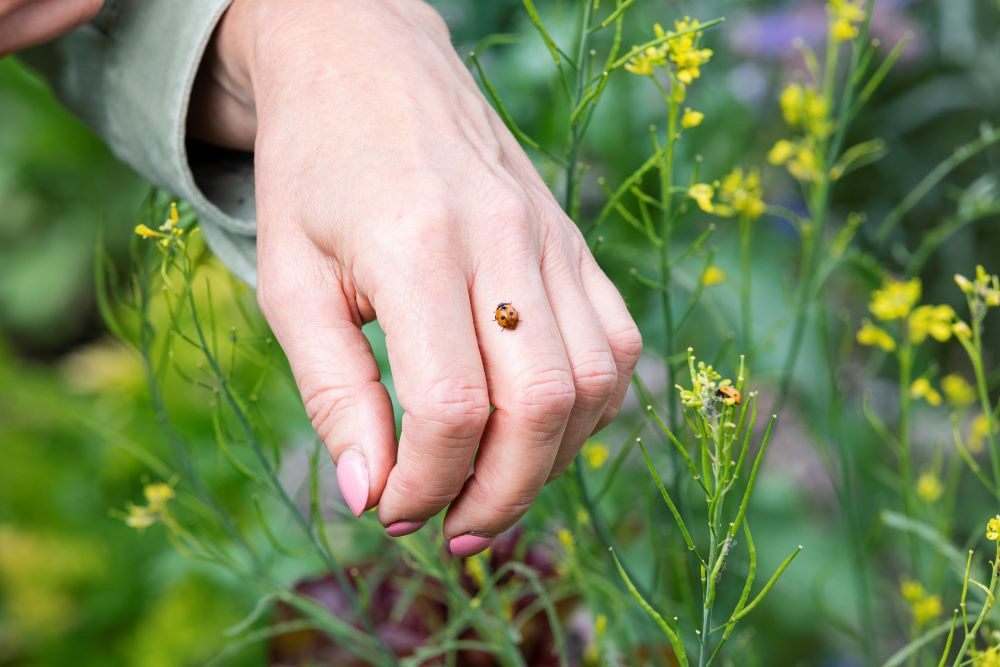 Safari in je eigen tuin ‘Er fladderen zo’n zes soorten vlinders rond