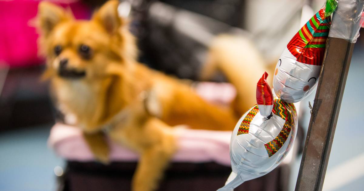 Meer dan wat dan ook japon Kelder Honderden baasjes op zoek naar kerstoutfit of ander cadeau voor de hond |  Wijchen | AD.nl