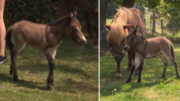 Naissance Rarissime Ce Poney Et Cet Ane Ont Concu Un Poulain Ecologie 7sur7 Be