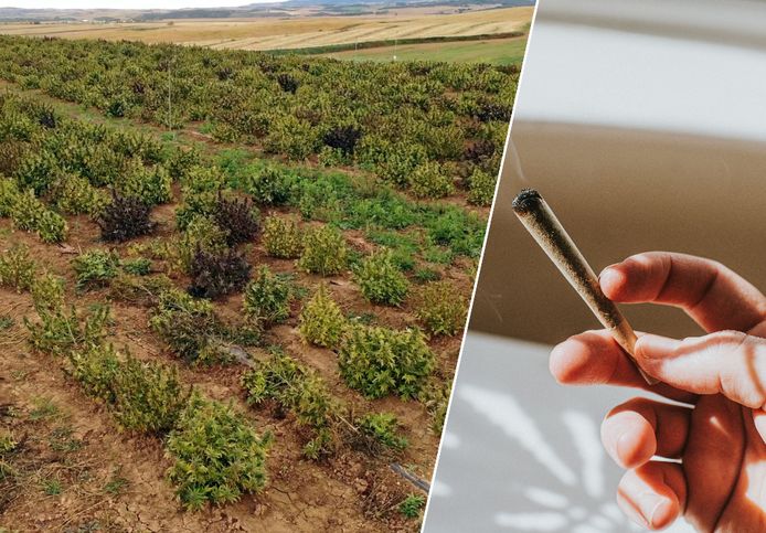 Gigantische cannabisboerderij ontmanteld in Spanje