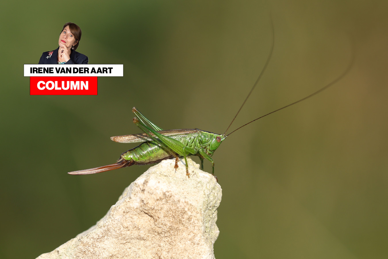 net-toen-ik-mijn-krakende-sprinkhaan-ophad-zei-de-insectenman-je-moet