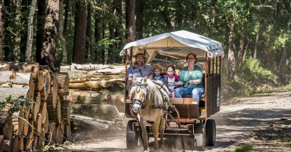 In huifkar door Twente: Flux uit Beuningen bepaalt het tempo