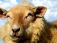 Bij niet-gevaccineerde schapen in Brakel is Q-koorts geconstateerd.
