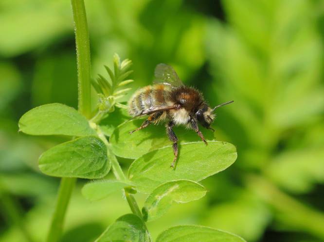 Meer dan helft van bijensoorten in ons land is verdwenen, of met uitsterven bedreigd