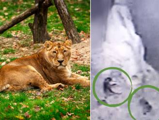 KIJK. Leeuwin Lorena bevalt van twee welpjes in ZOO Planckendael