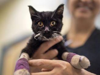 Honden en katten met brandwonden worden in Californië behandeld met revolutionaire therapie