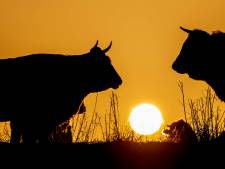 Grote grazers probleemloos op de Wakkere Dijk en andere vluchtplaatsen langs de rivier