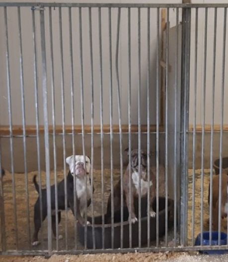 Hoe politie en NVWA faalden rond illegale hondenfokker in Vriezenveen, maar Twenterand nu wel hard ingrijpt