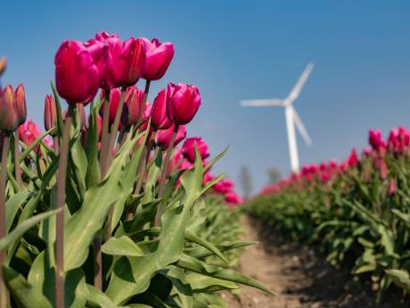 Stuur ons je mooiste foto's van tulpen in Flevoland!