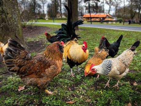 Kukelende haan drijft Gouwenaar tot wanhoop: ‘Het niet kunnen slapen breekt ons op’