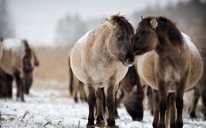 Konikpaarden staan in de Oostvaardersplassen.