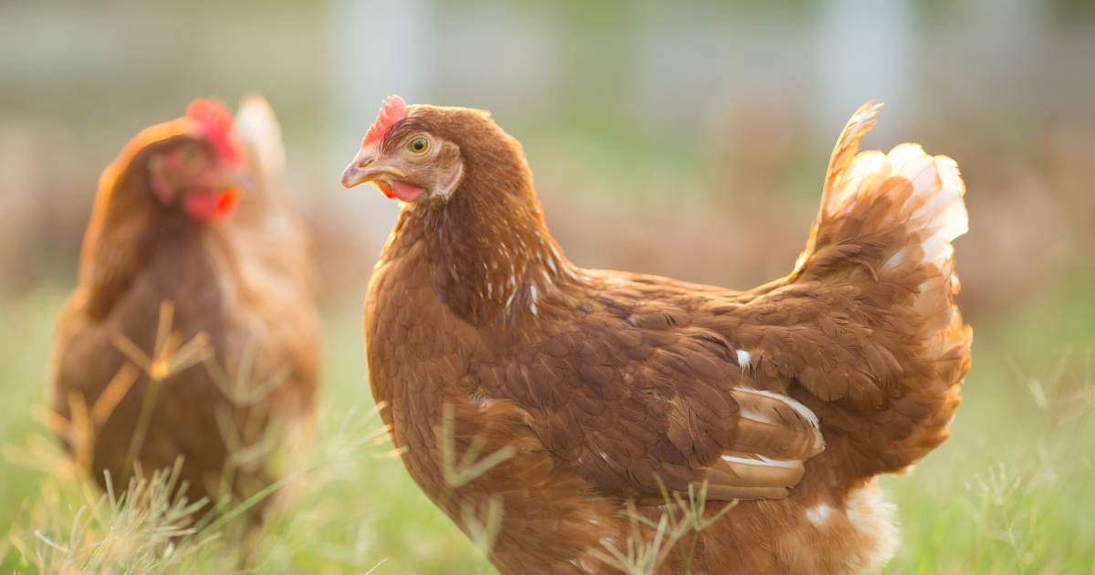datum versnelling gracht Frisse Start: hoeveel ruimte heeft een biologische kip die binnen zit? |  Koken & Eten | AD.nl
