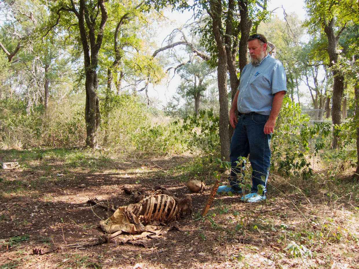 Een 'body farm' in Texas.  Beeld Bas den Hond