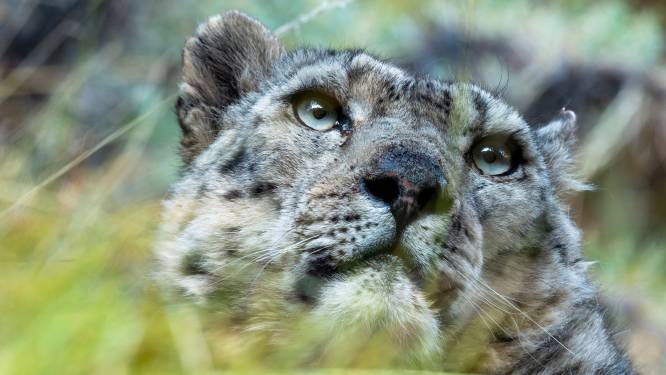 Drie sneeuwluipaarden overleden aan coronavirus in zoo in Nebraska