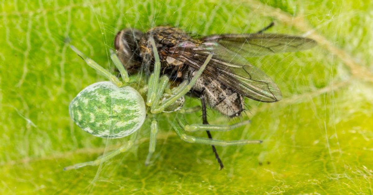Welke ontdekkingen deed Luc Hoogenstein in zijn tuin? Lezing over duizend soorten in De Duiker in Ug