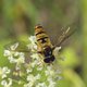 Drastische achteruitgang aantal zweefvliegen op de Veluwe, belangrijk insect voor bestuiving bloemen