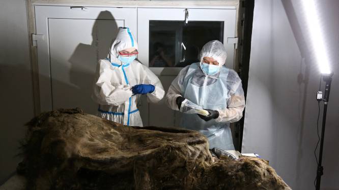 Wetenschappers in Siberië ontleden beer van 3.500 jaar oud